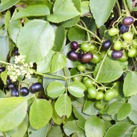 Causonis trifolia (L.) Mabb. & J.Wen